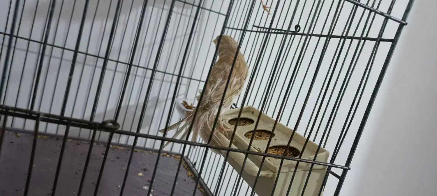 قناری ماده تن نخورده|پرنده|پاکدشت, پاکدشت (مامازند)|دیوار