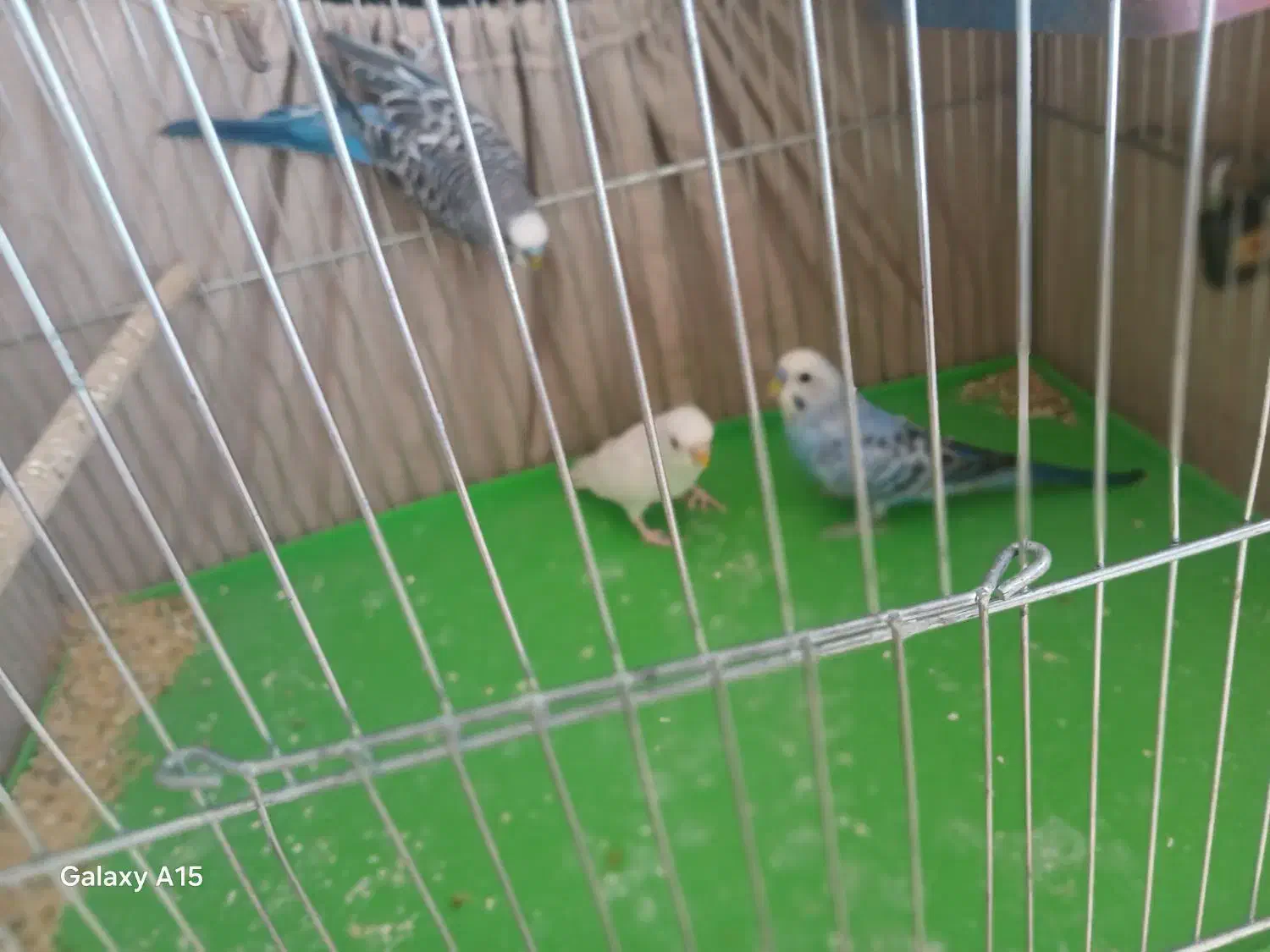 مرغ عشق به شرط بالغ|پرنده|ایذه, |دیوار