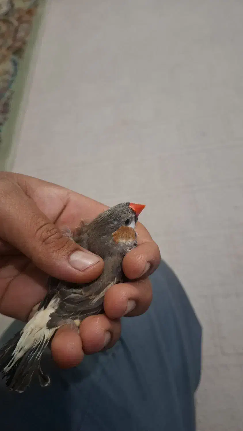 فنج|پرنده|خرمشهر, |دیوار