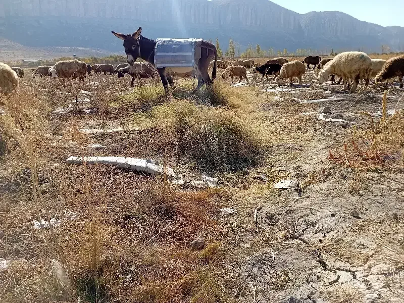 خر الاغ گله ای جوان|حیوانات مزرعه|شیراز, کرونی(خاتونک)|دیوار