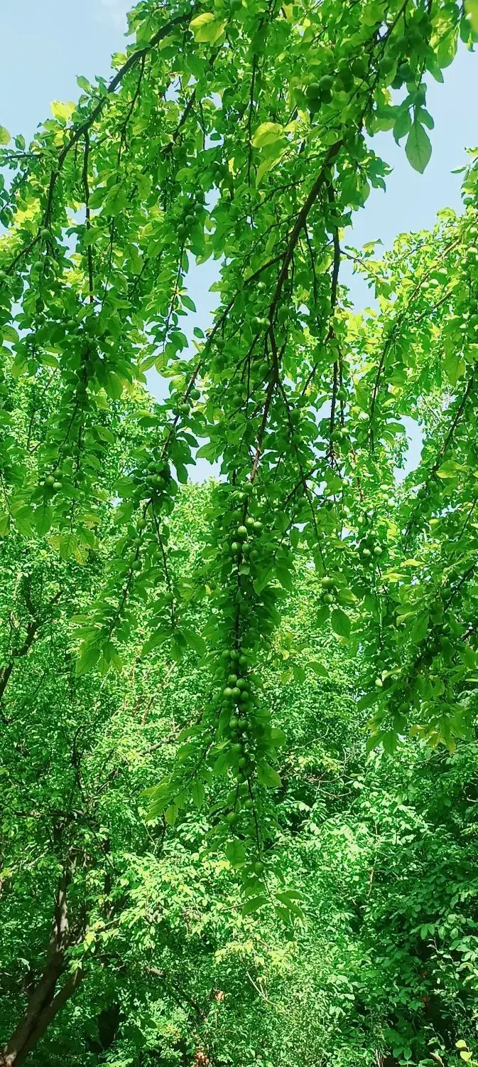 فروش باغ|فروش دفتر صنعتی، کشاورزی، تجاری|بوئین زهرا, |دیوار