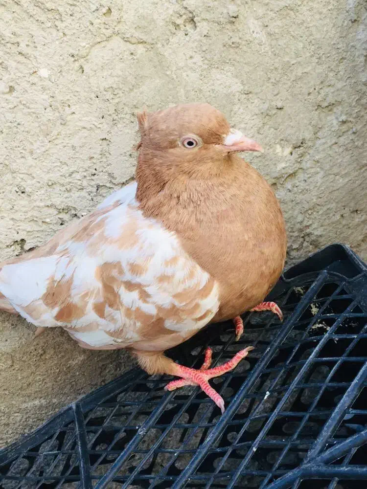 کبوتر|پرنده|ایرانشهر, |دیوار