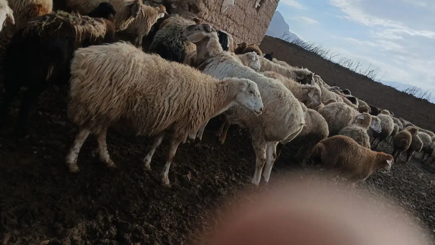 قوچ چینی|حیوانات مزرعه|جلگه شوقان, |دیوار