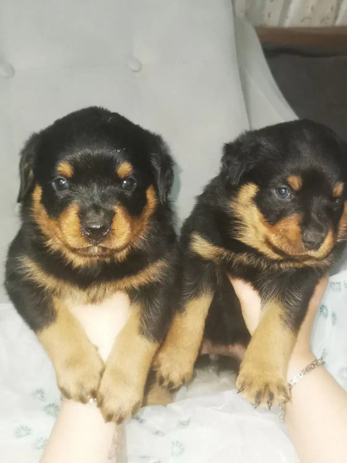 توله سگ روتوایلر Rottweiler|سگ|تهران, آذری|دیوار