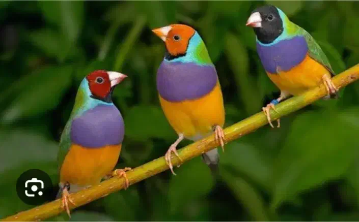 فنچ گلدین|پرنده|قزوین, |دیوار