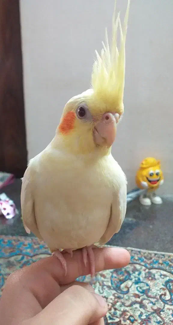 عروس هلندی|پرنده|رودبنه, |دیوار