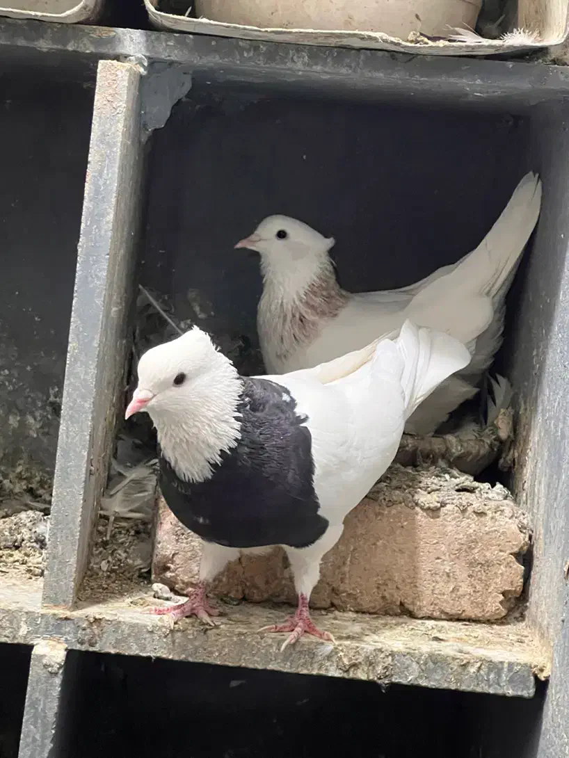 طوقی درجه یک بدونه قلط پاک پاک بهترین نسل|پرنده|فردیس, فردیس|دیوار