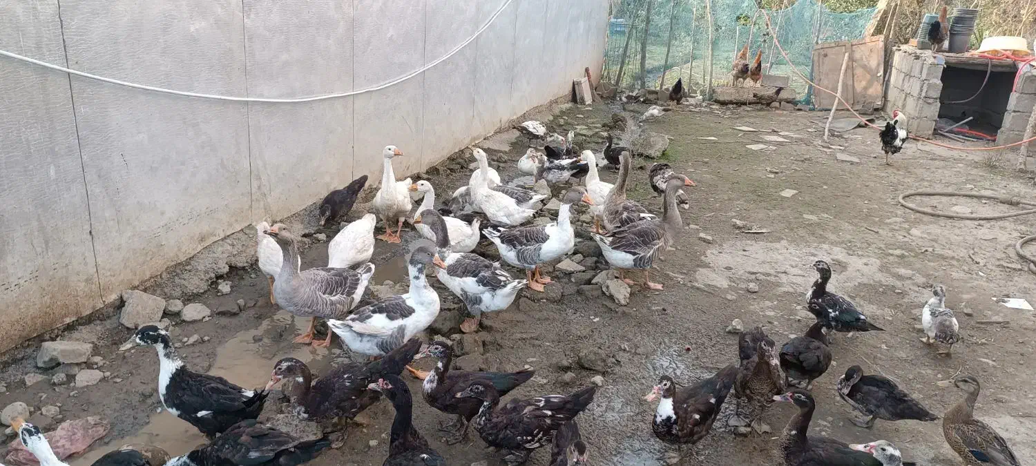 غاز|حیوانات مزرعه|کومله, |دیوار