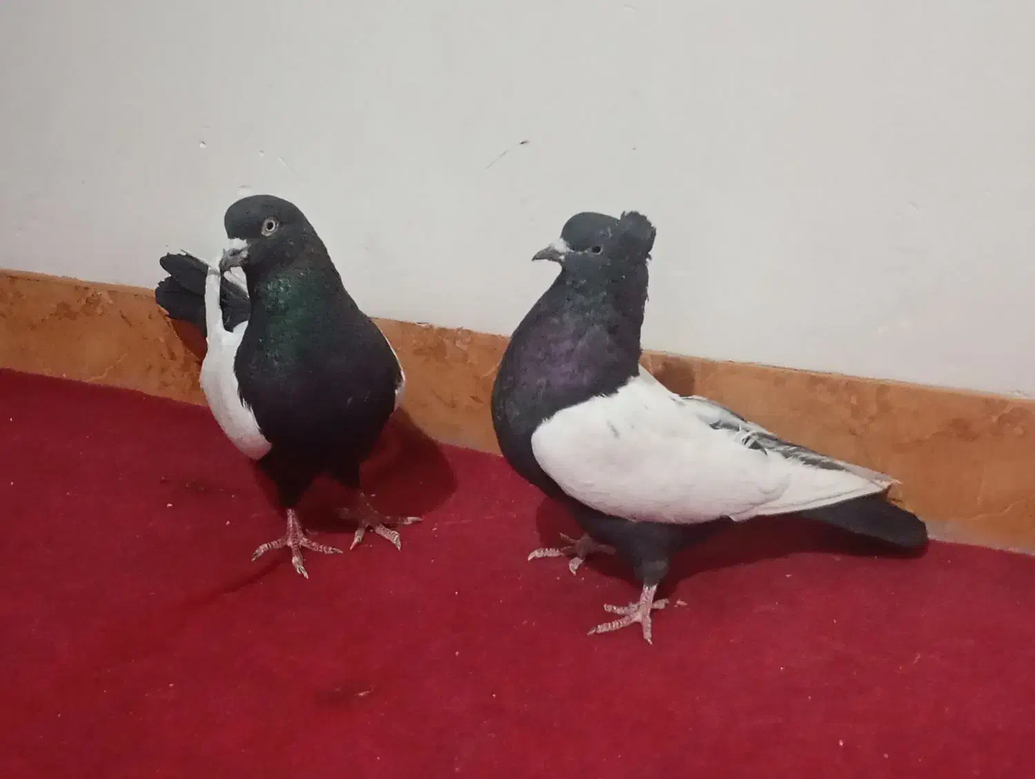 کبوتر های جفتی خوشکل و یک ماده رسمی ونر دمسیاه و..|پرنده|زرند, |دیوار