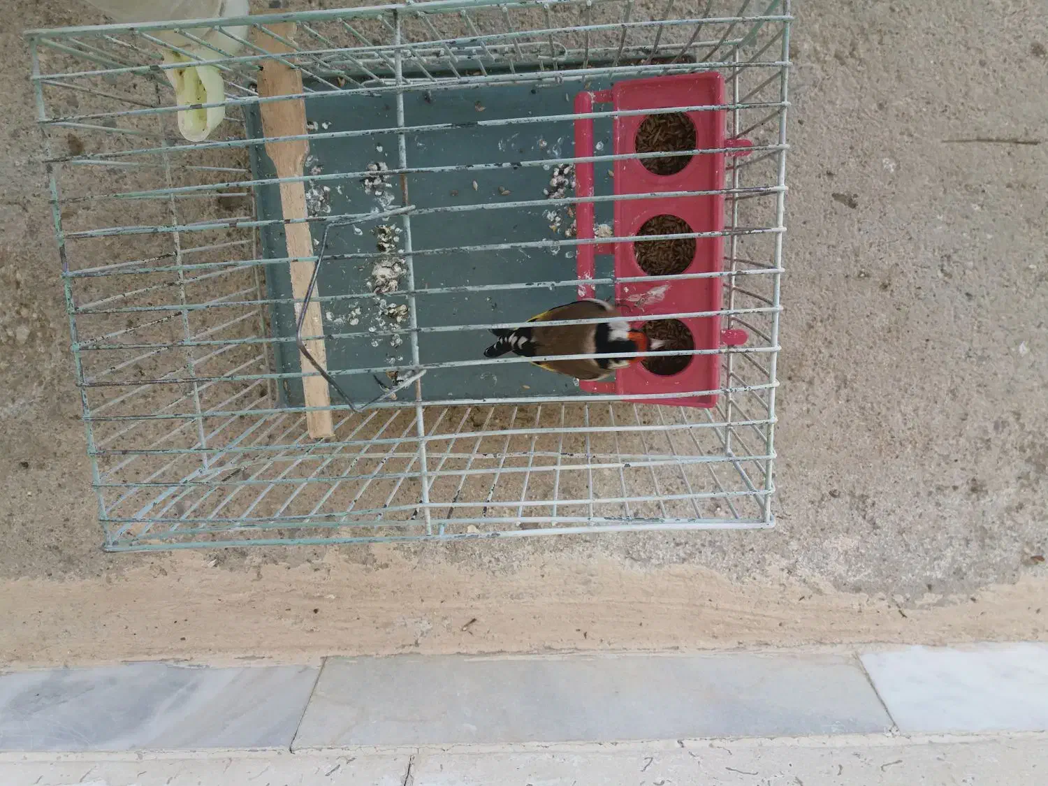 سهره|پرنده|همدان, |دیوار