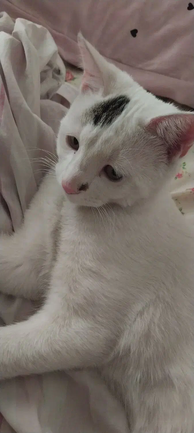 واگذاری گربه (واقعی)|گربه|ری, دولت‌آباد|دیوار