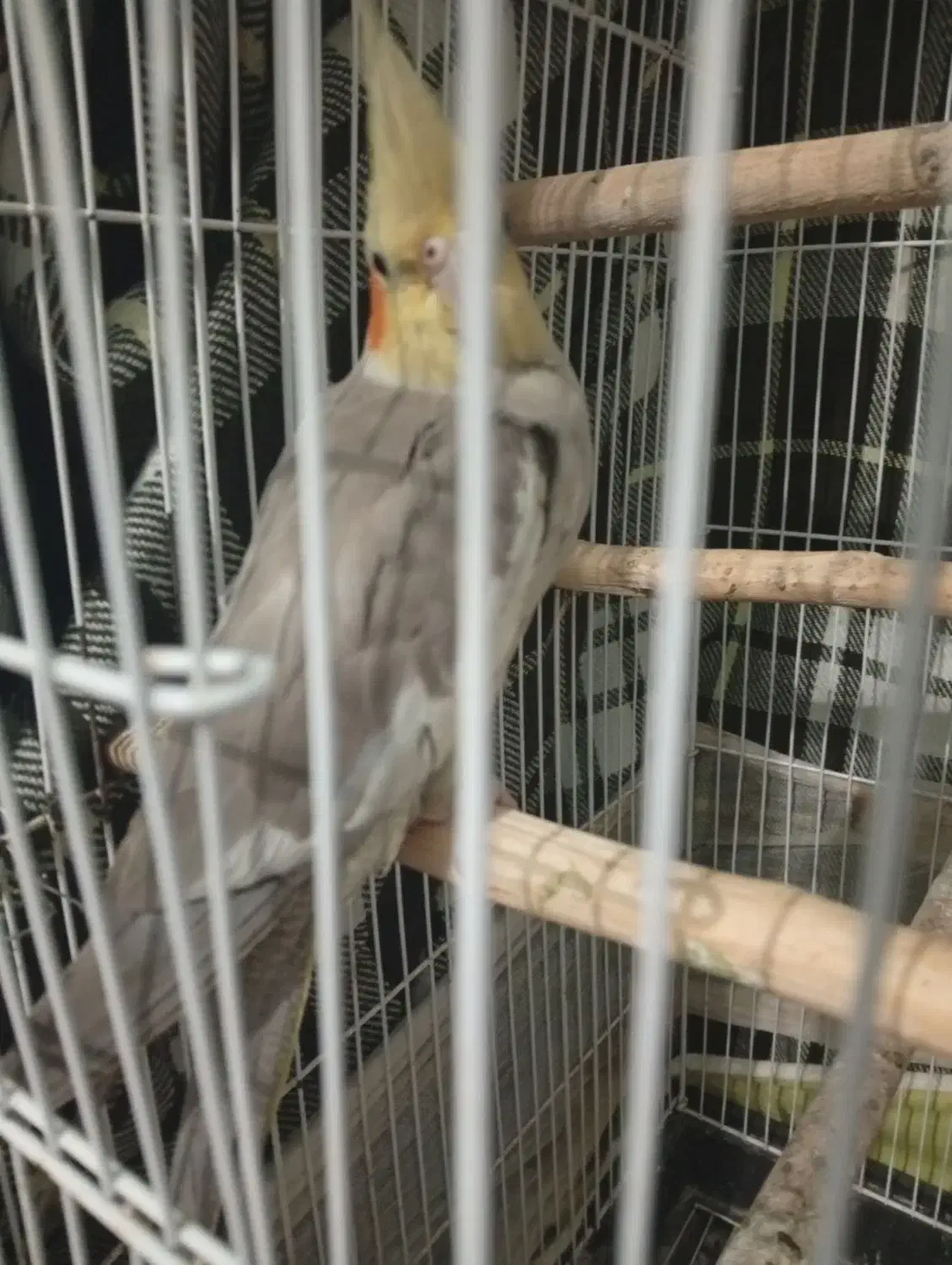 عروس هلندی مرغ عشق|پرنده|سیاهکل, |دیوار