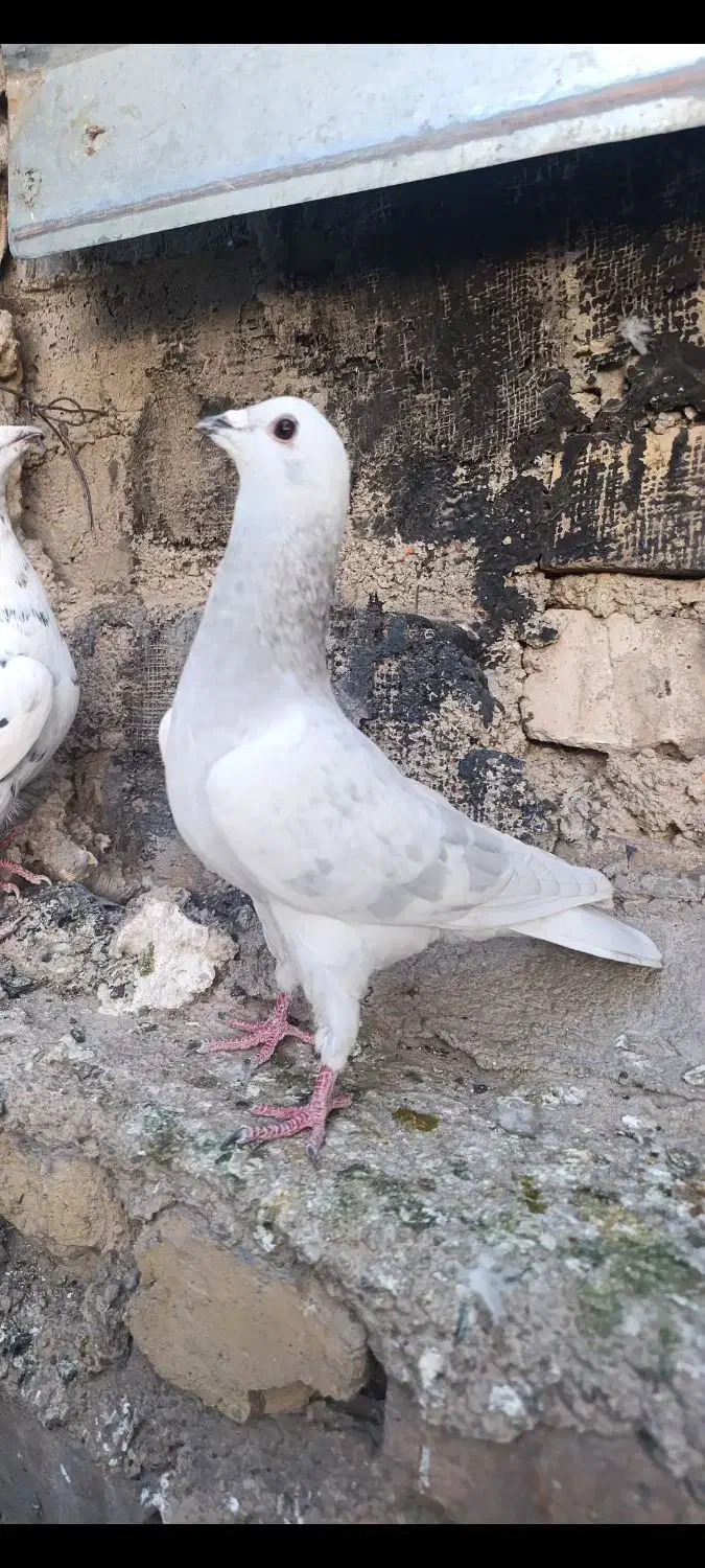 کبوتر|پرنده|شیراز, میانرود|دیوار