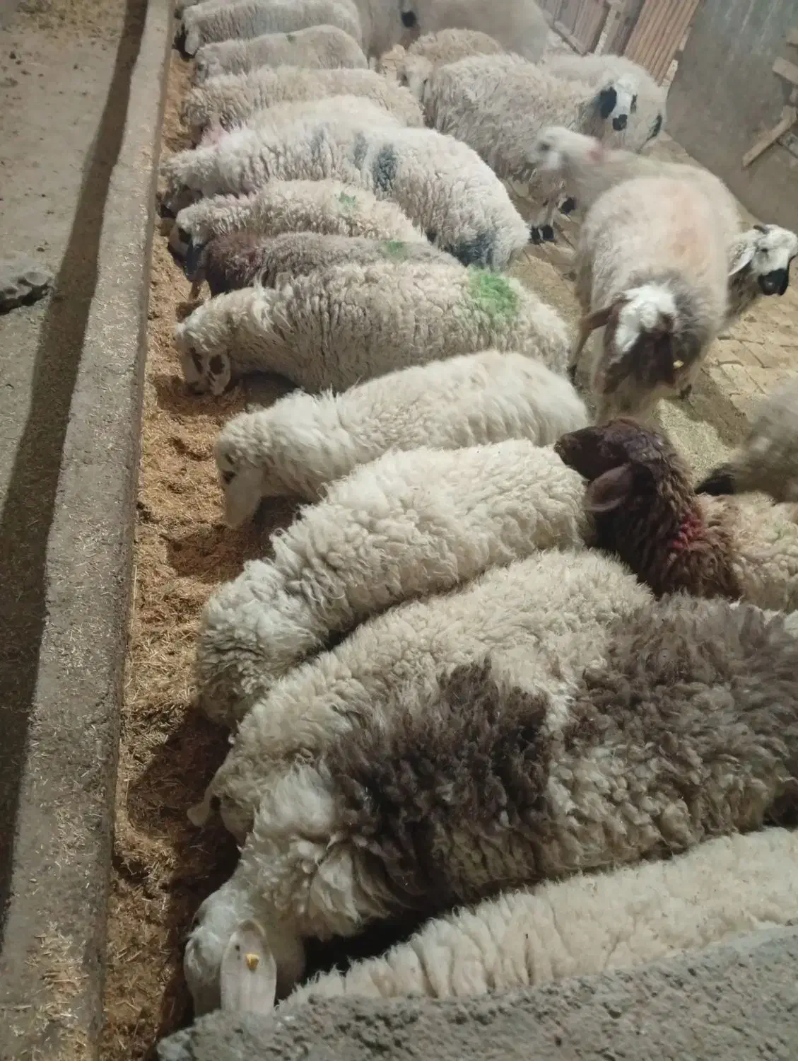 بره جدید رسید|حیوانات مزرعه|یزد, |دیوار