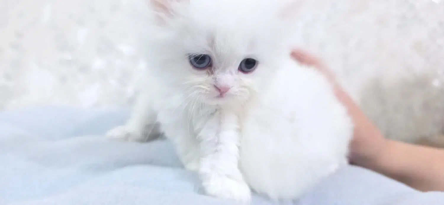 گربه پرشین|گربه|گلستان (تهران), |دیوار