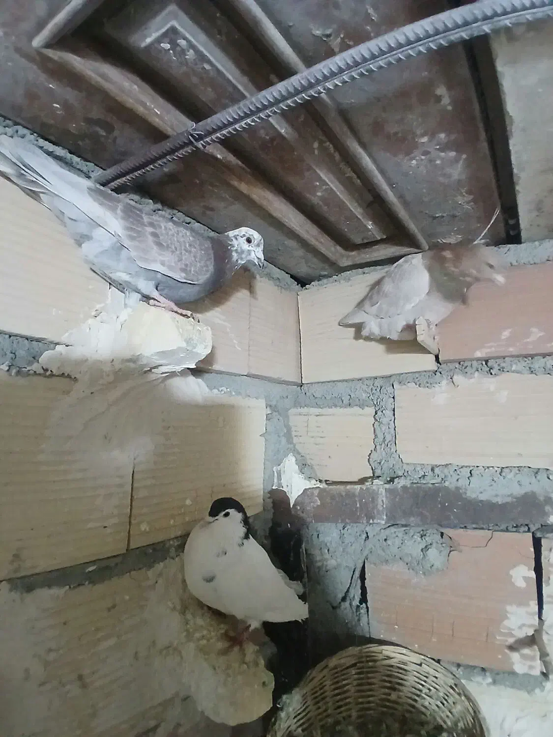 کبوترپلاکی افغانی|لوازم جانبی حیوانات|پاکدشت, پاکدشت (مامازند)|دیوار