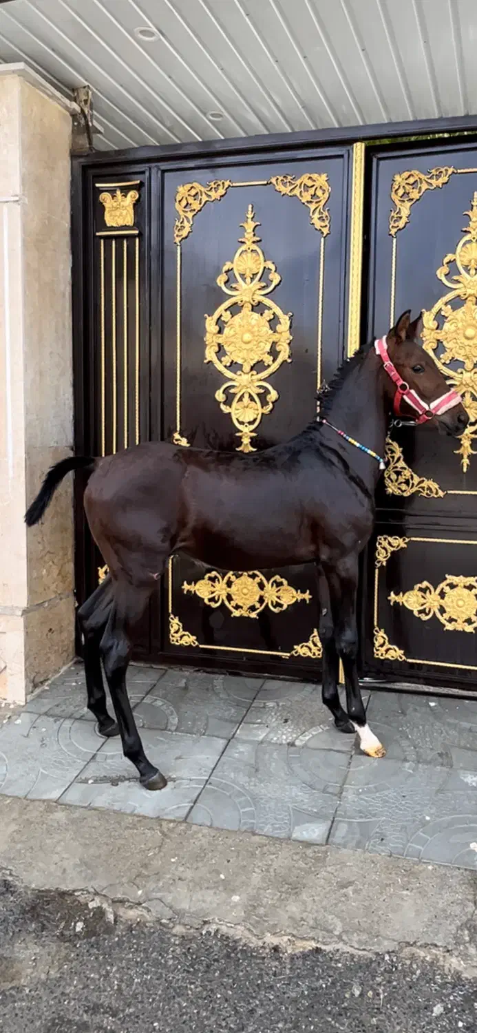 کره اسب نریان درجه ۱|اسب و تجهیزات اسبسواری|شازند, |دیوار