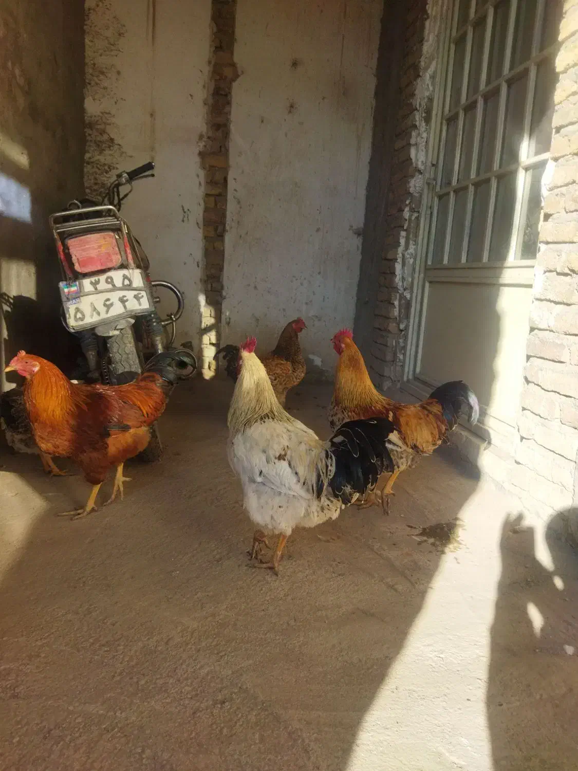 خروس جوان گوشتی|حیوانات مزرعه|سراب, |دیوار