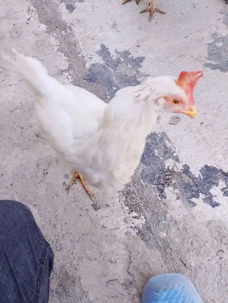 مرغ تخم گذار|حیوانات مزرعه|نسیمشهر, |دیوار