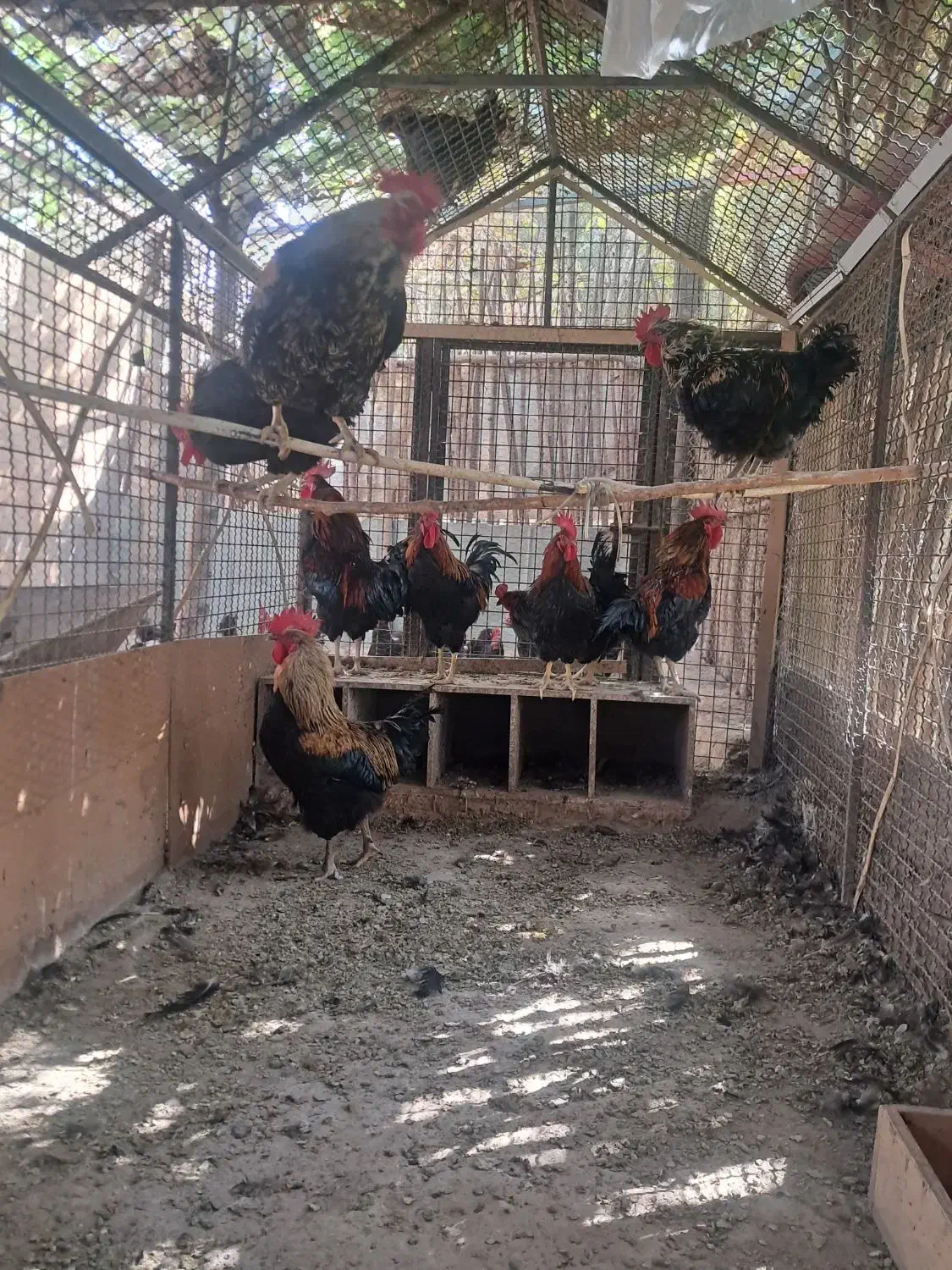 مرغ و خروس قربونی|حیوانات مزرعه|تهران, نازی‌آباد|دیوار