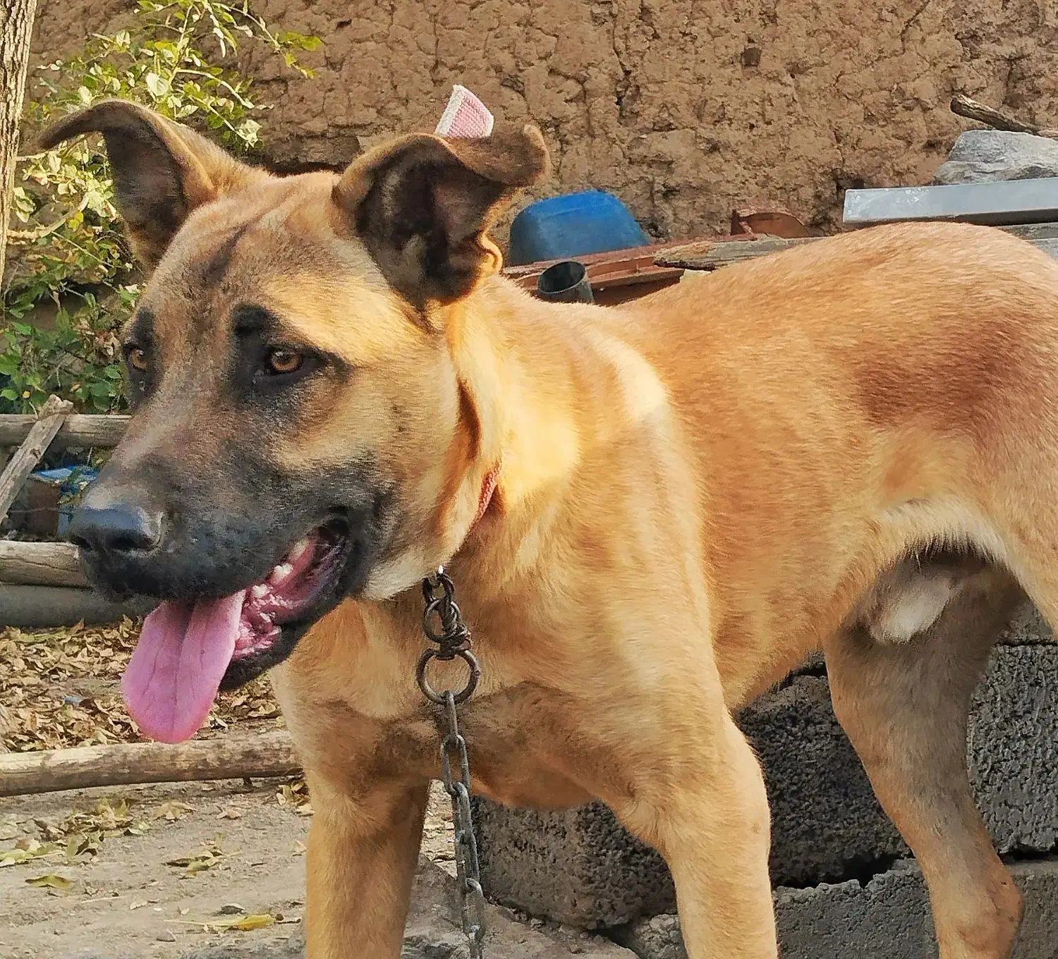 دو قلاده سگ، ژرمن و سرابی|سگ|مرادلو, |دیوار