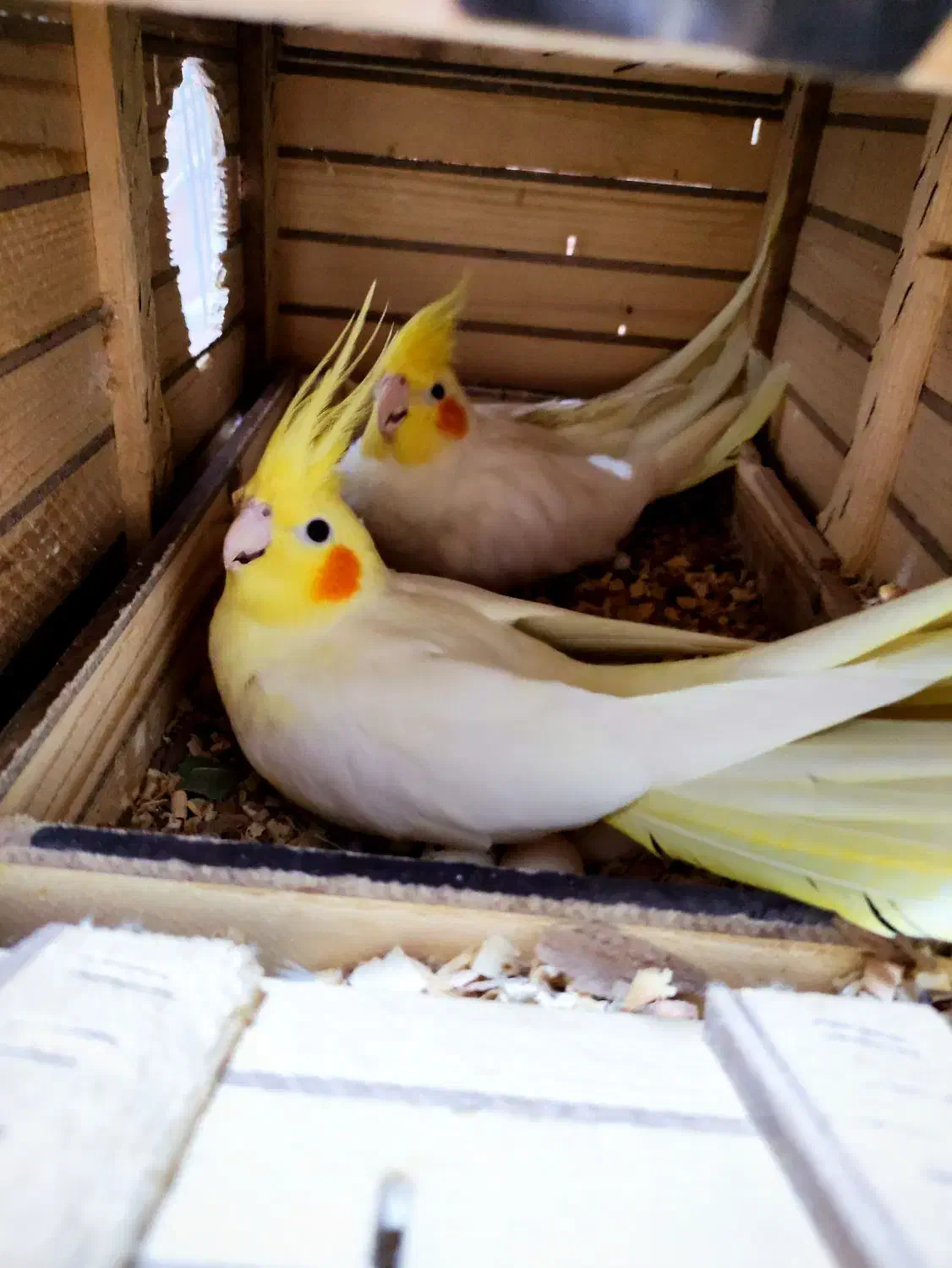 عروس هلندی جفت مولد 6 عدد|پرنده|بندر دیر, |دیوار