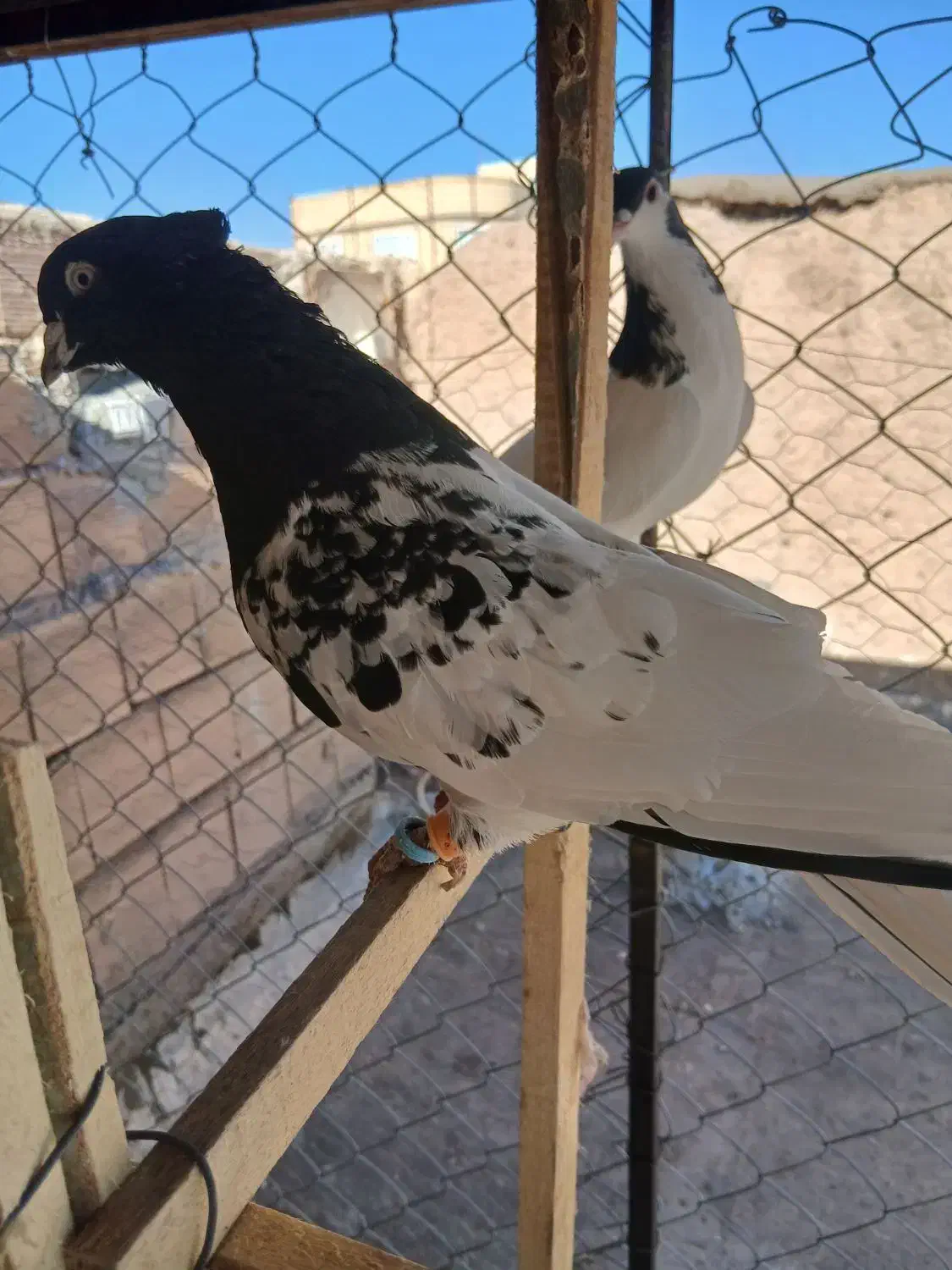 کله سیاه نر|پرنده|الوند, |دیوار