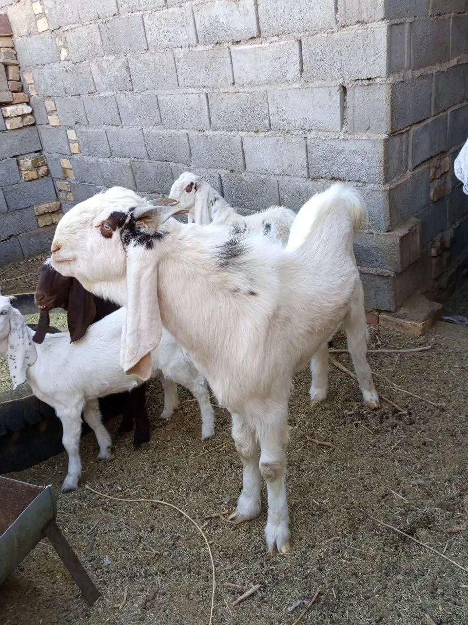 بز نر تکه پارسالی|حیوانات مزرعه|تربت‌حیدریه, مسجد جامع|دیوار