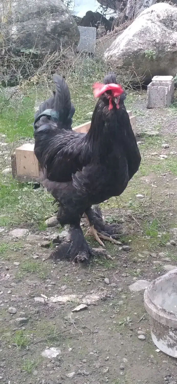 فروش خروس سلطان|حیوانات مزرعه|کلارآباد, |دیوار