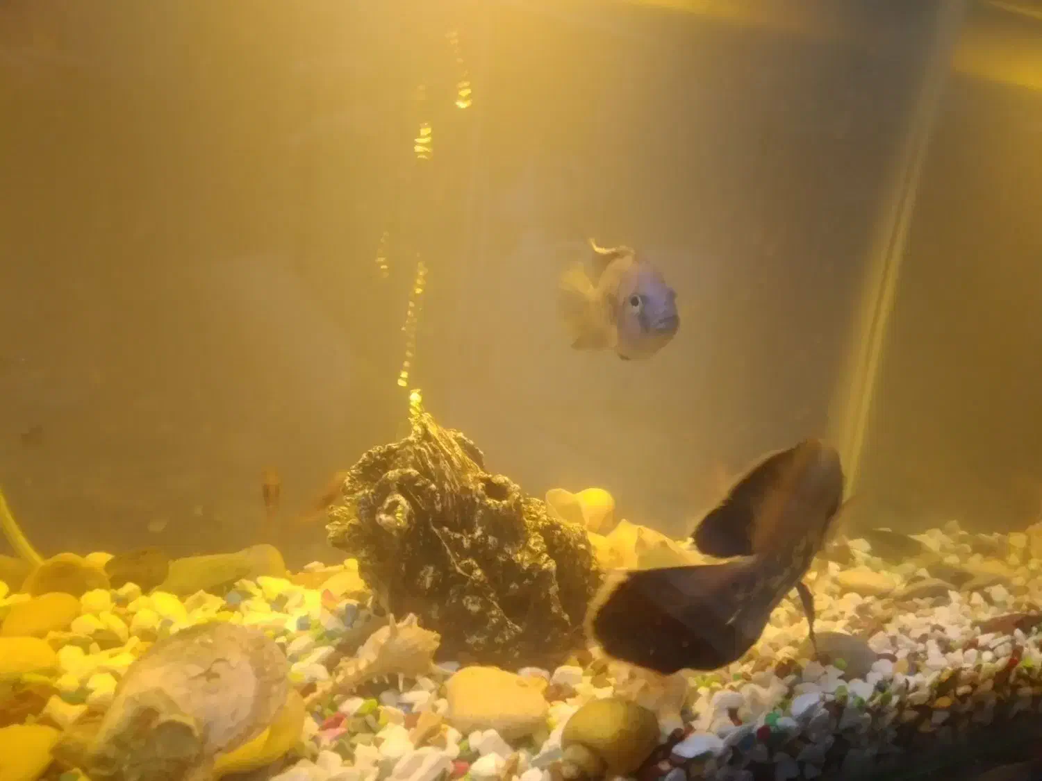 اکواریوم شیشه خم ۵۰در ۳۰|ماهی|بوشهر, |دیوار