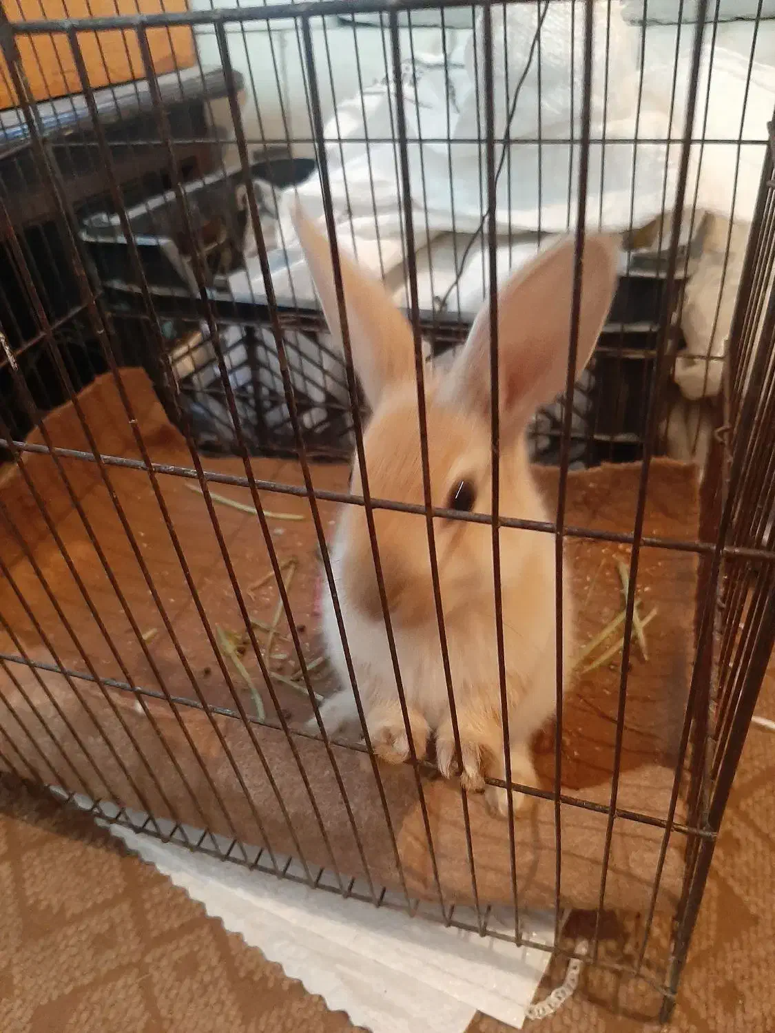 خرگوش کوچولو معاوضه|موش و خرگوش|پیر بکران, |دیوار