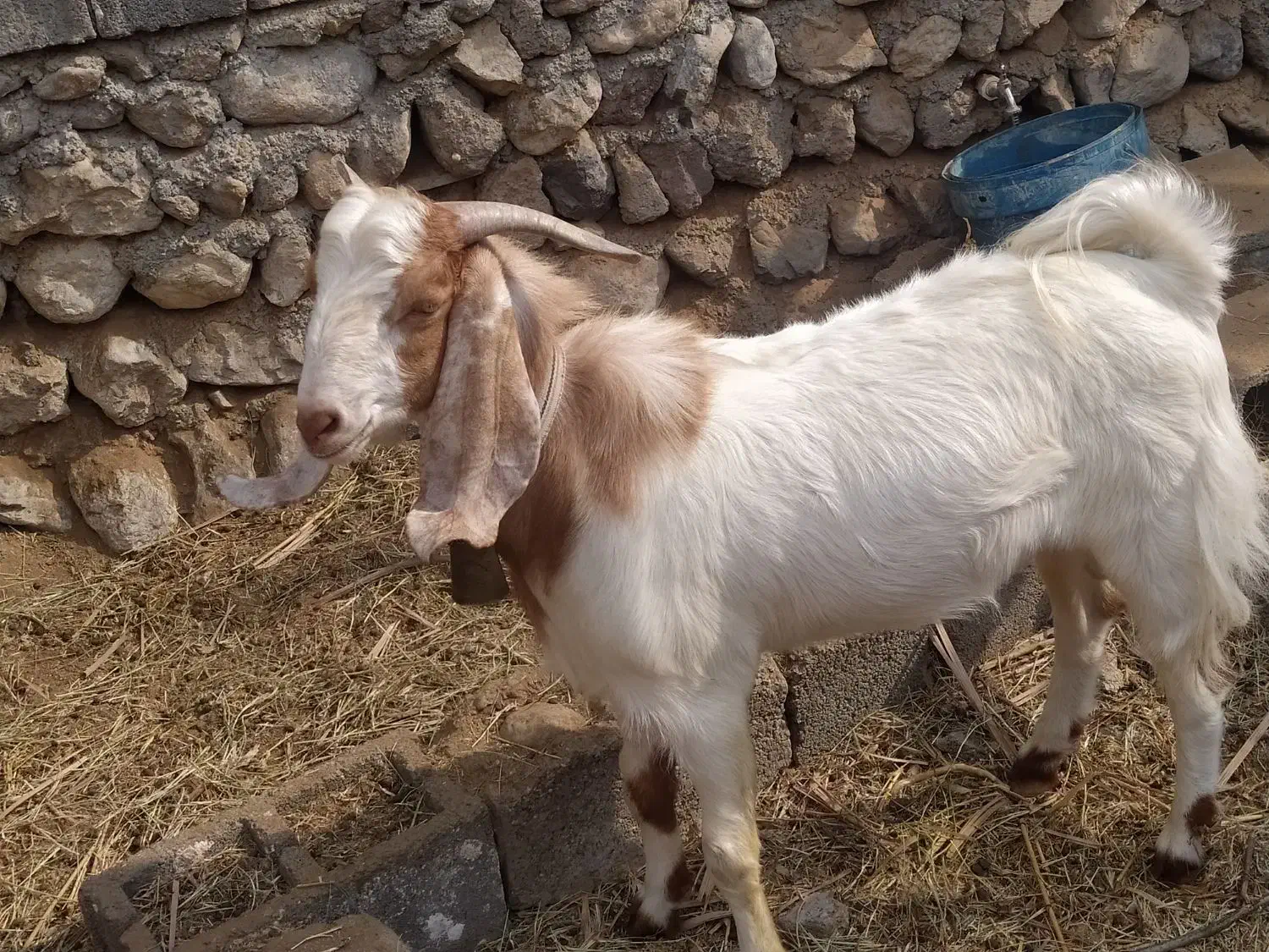 نری پاکستانی نژاددار کم سن و سال|حیوانات مزرعه|بندرعباس, |دیوار