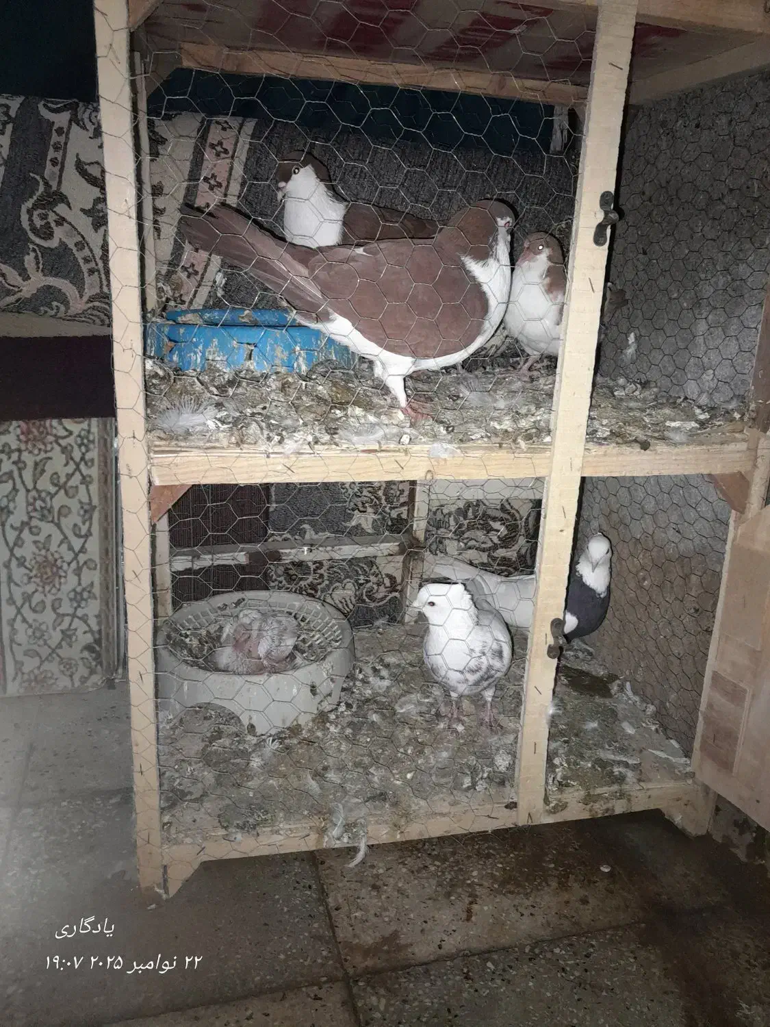 کفتر|پرنده|مشهد, انصار|دیوار