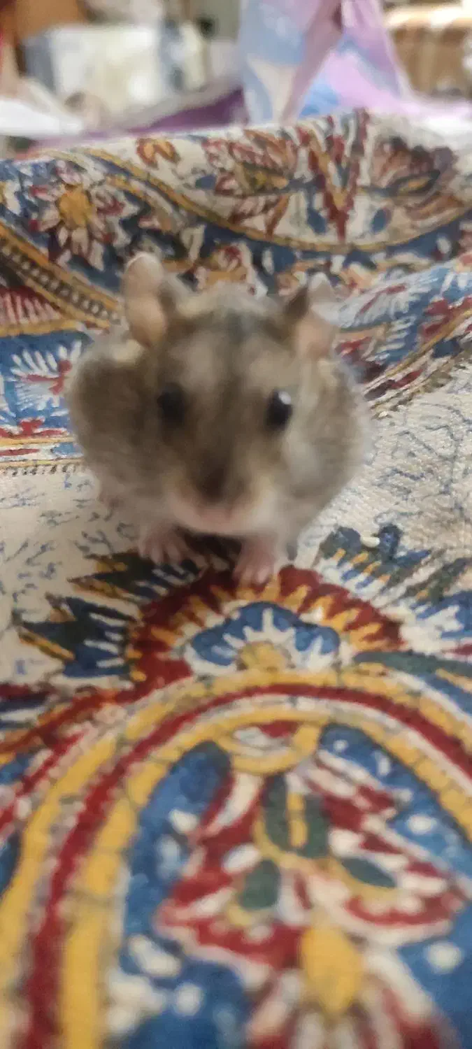 همستر|موش و خرگوش|پردیس, فاز ۸|دیوار