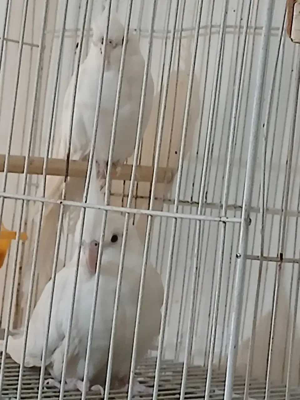 عروس البینیو لوتیتو بشرط قیمت مناسب|پرنده|مشهد, گلبرگ|دیوار