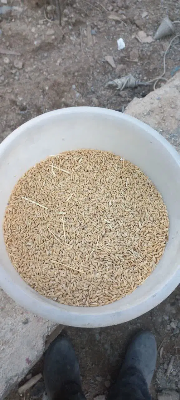 گندم|خدمات باغبانی و درختکاری|اشترینان, |دیوار