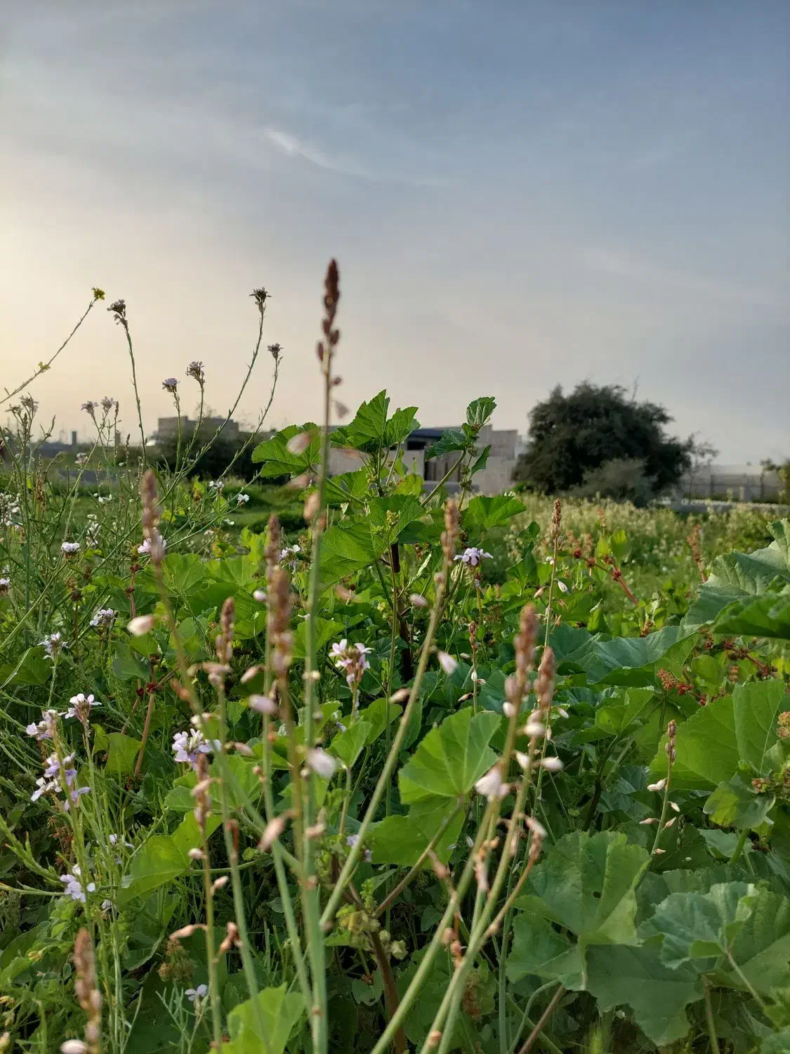 زمین مجتمع ثبوت ۲|فروش زمین و ملک کلنگی|برازجان, |دیوار