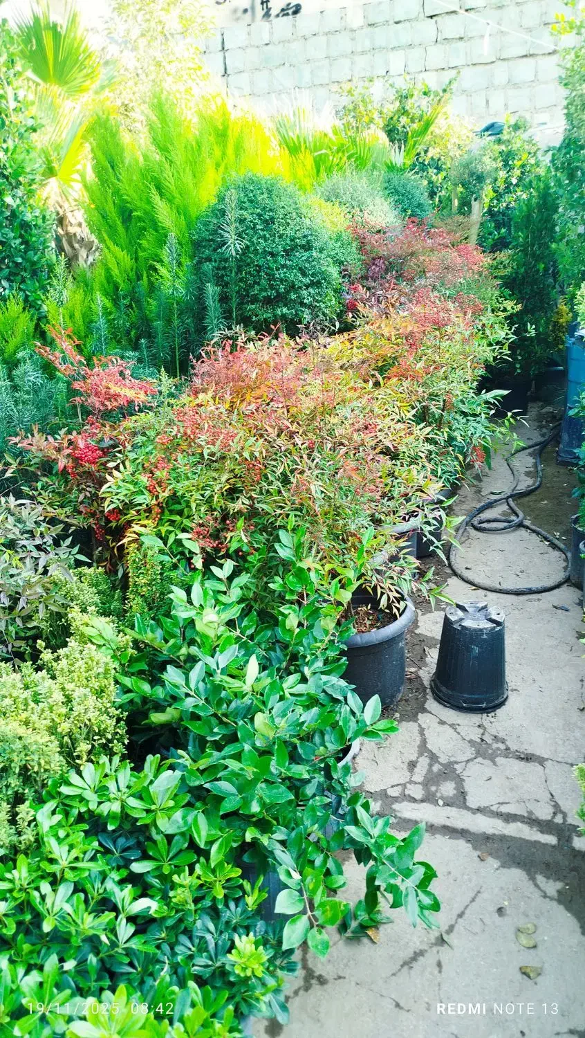 خدمات باغبانی احمدی سرویس به تمام نقاط تهران|خدمات باغبانی و درختکاری|تهران, کامرانیه|دیوار