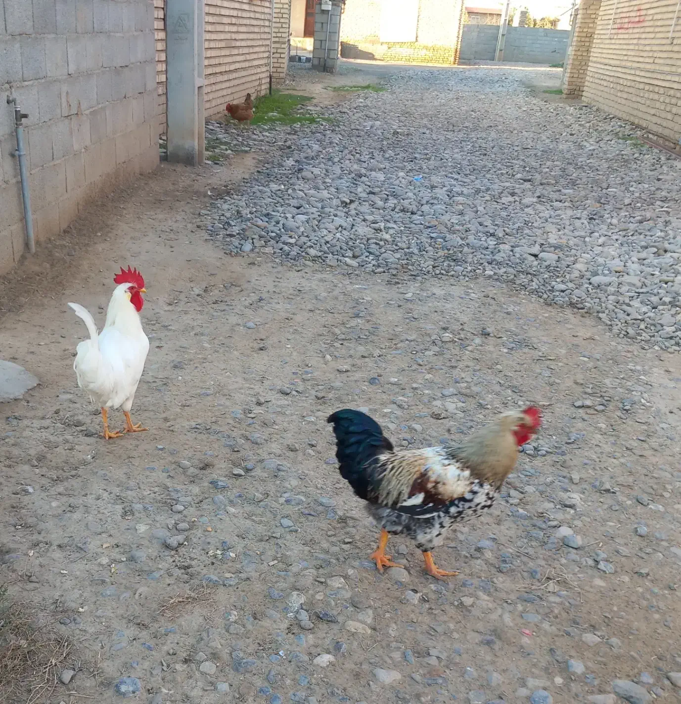 خروس|حیوانات مزرعه|گنبد کاووس, |دیوار