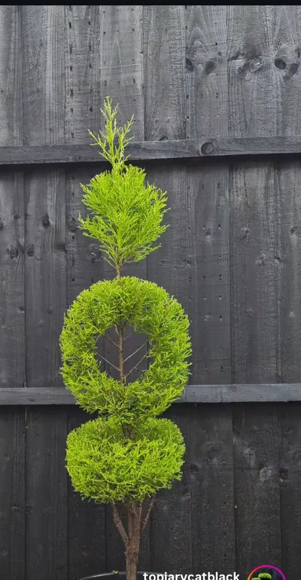 باغبانی وهرس لاوسون|خدمات باغبانی و درختکاری|سرخرود, |دیوار