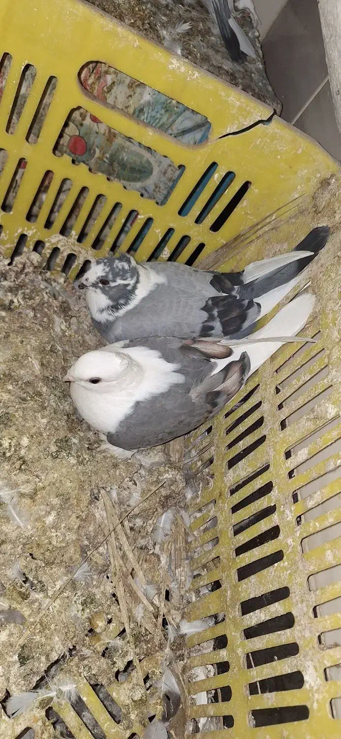 فروش تعدادی کبوتر|پرنده|هندیجان, |دیوار