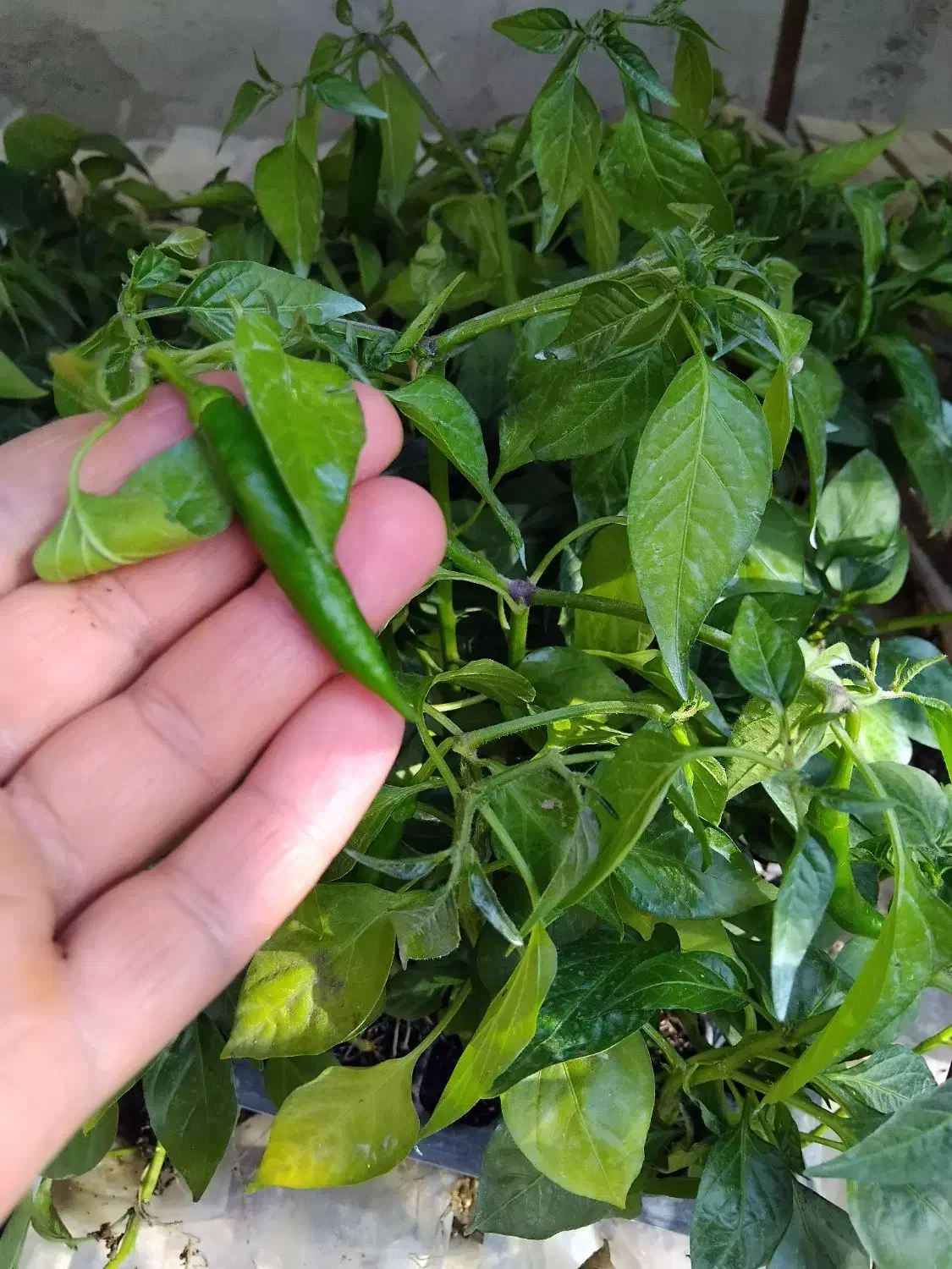 نشا جدید رسید|خدمات باغبانی و درختکاری|رامشیر, |دیوار