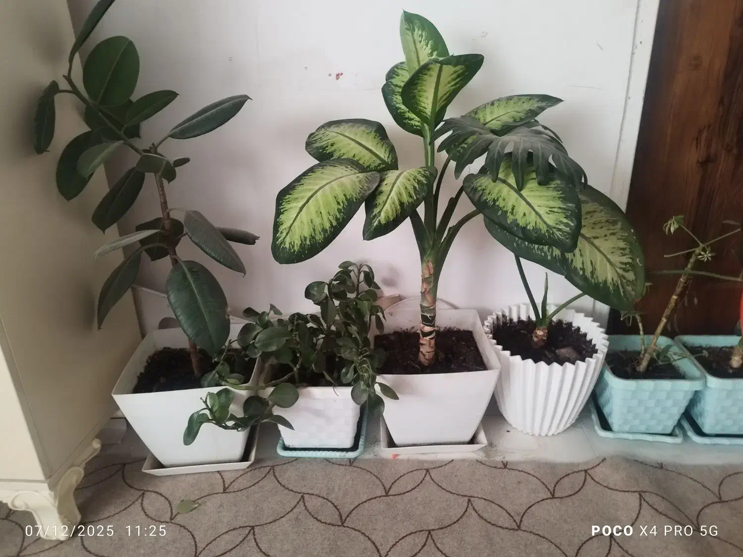 گل طبیعی|گل و گیاه طبیعی|یاسوج, |دیوار