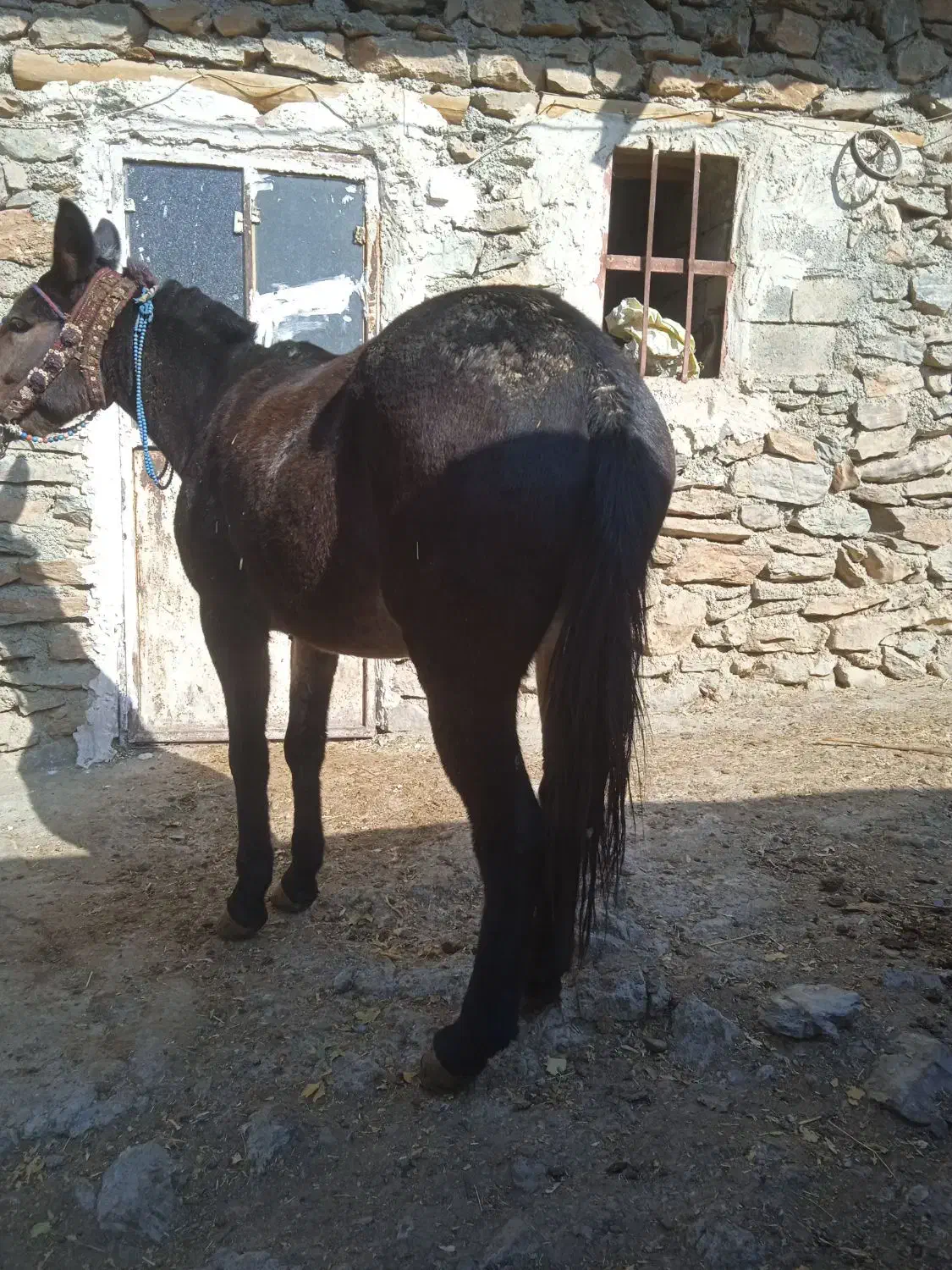 قاطر|حیوانات مزرعه|بانه, |دیوار