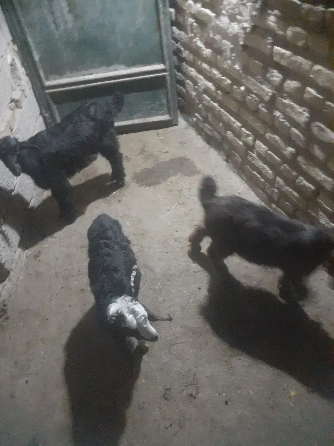 بیگ بز|حیوانات مزرعه|دزفول, |دیوار