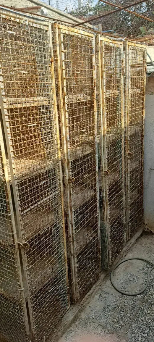 جفتکن کفتر|لوازم جانبی حیوانات|بندرعباس, |دیوار