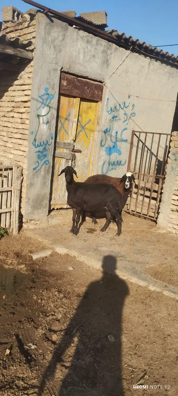 گوسفند|حیوانات مزرعه|سیمین شهر, |دیوار