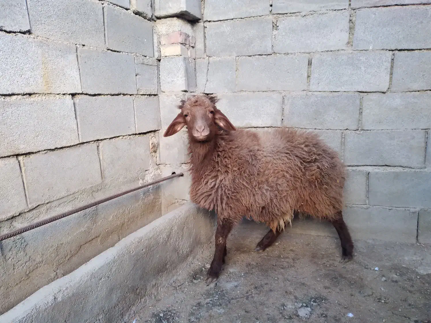 قوچ نر|حیوانات مزرعه|جوکار, |دیوار