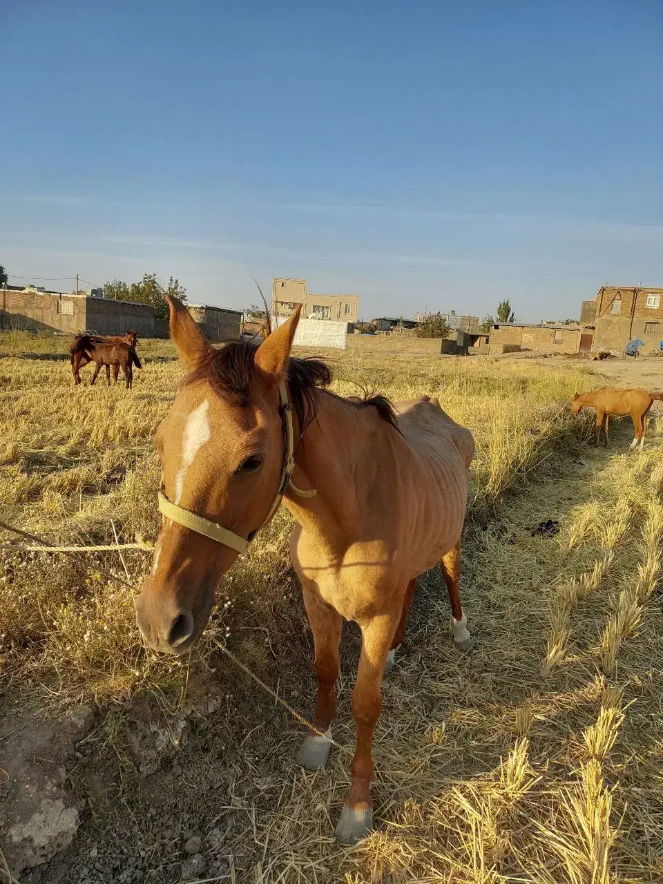 فروش مادیون|اسب و تجهیزات اسب‌سواری|سیلاخور, |دیوار