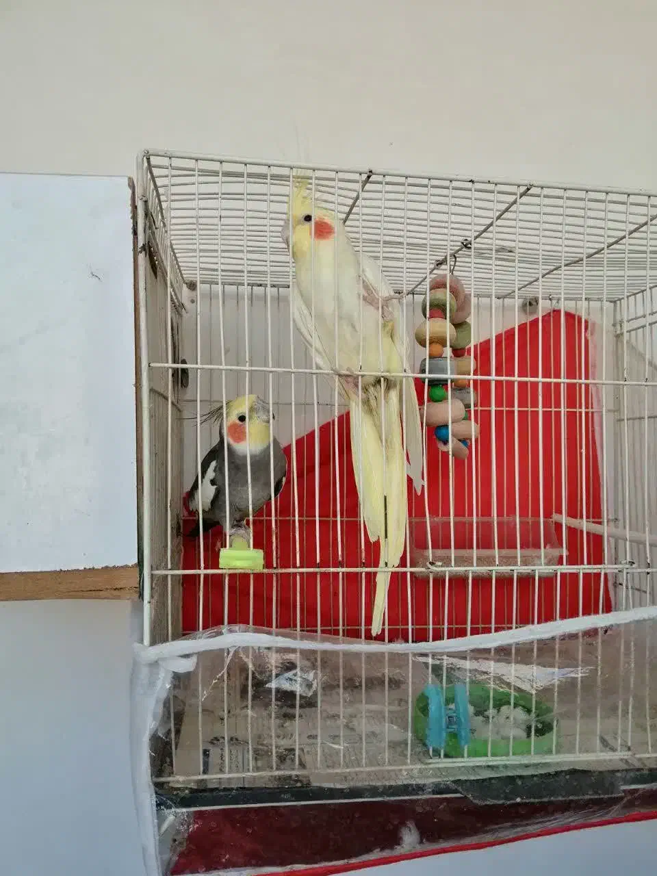 یک جفت عروس هلندی با قفس|پرنده|ملک‌آباد, |دیوار